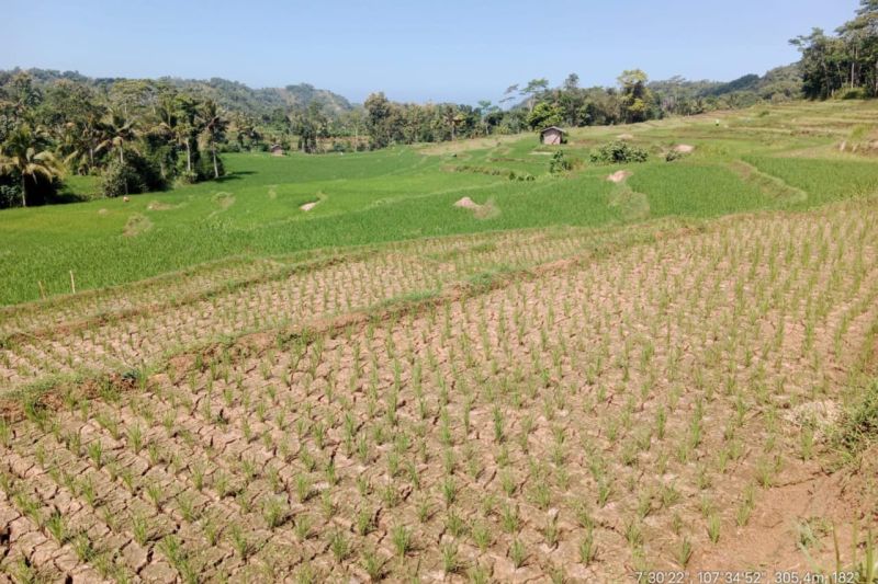 Petani di Garut mulai pompanisasi atasi kekeringan lahan