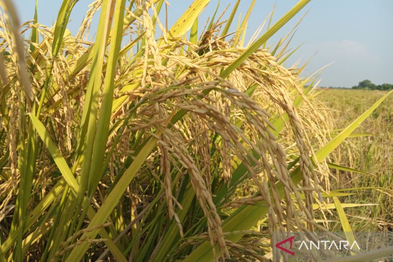Kabupaten Indramayu kembangkan 1.055 hektare sawah padi organik