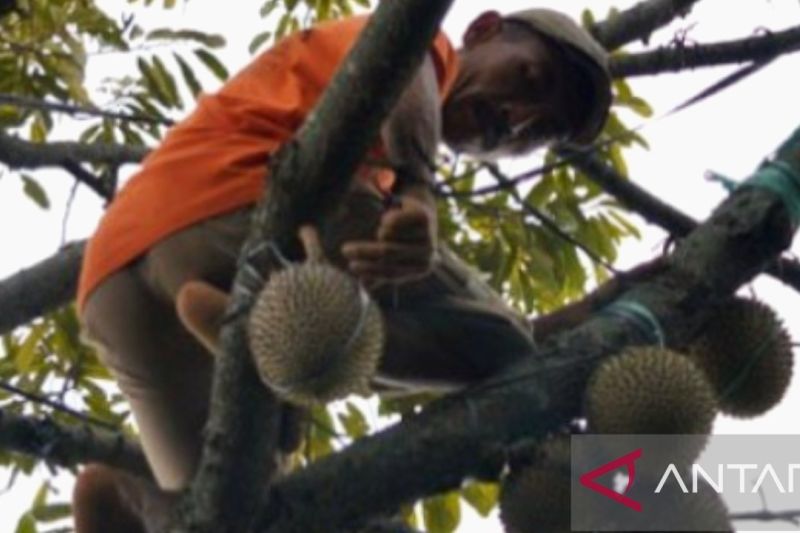 Petani Purwakarta diajak berperan aktif  budidaya durian