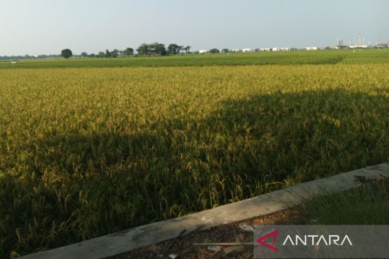 Pemkab Indramayu normalisasi sungai membantu pengairan sawah petani