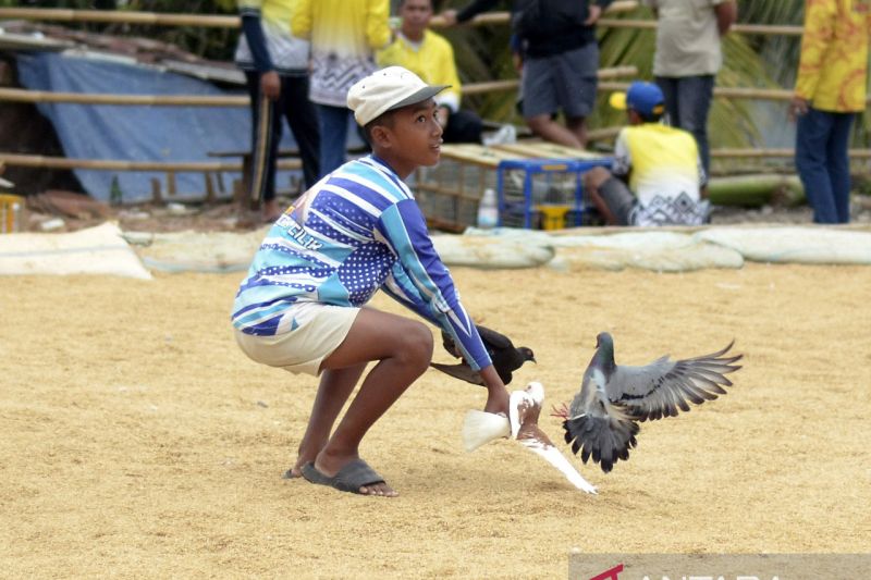 Melatih burung dara di masa libur sekolah