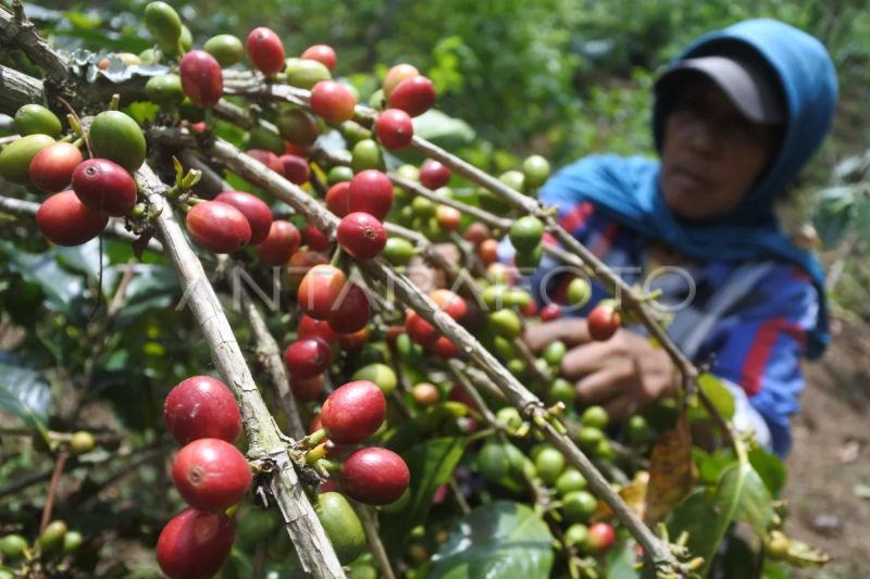 Harga kopi di Bondowoso naik