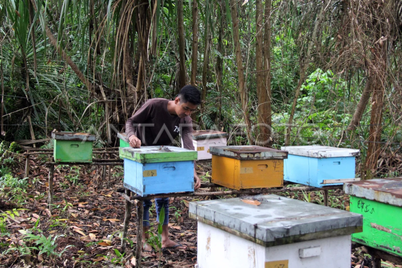 Budidaya lebah madu di hutan desa Teluk Pambang