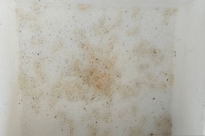 Image Print