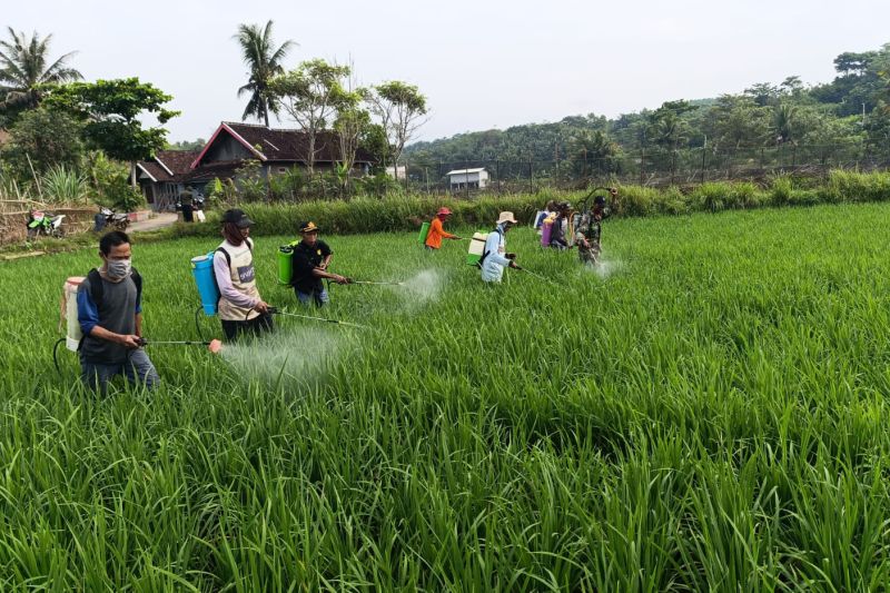 Hujan pulihkan lahan tani yang dilanda kekeringan di Garut