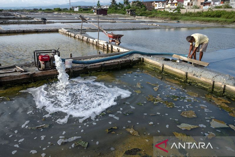 Produksi garam rakyat terhenti total di Palu