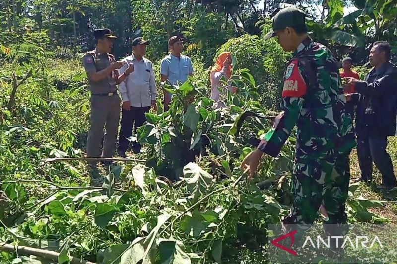 Ini bagian tanaman kecubung yang memabukkan