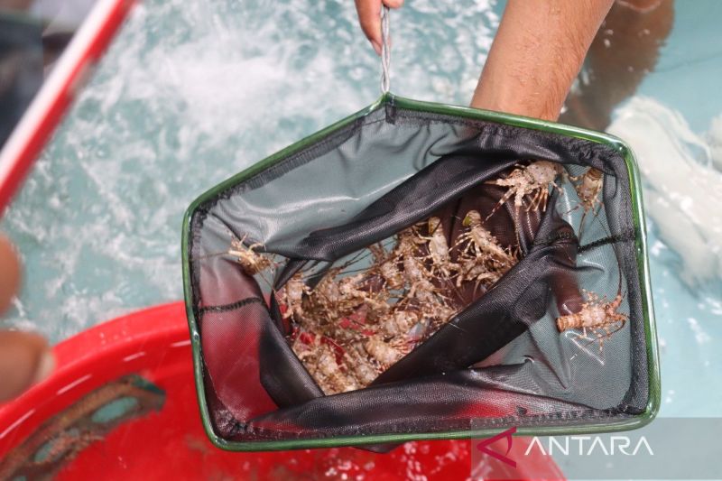 KKP: Permen KP 7/2024 optimalkan pengelolaan lobster Indonesia