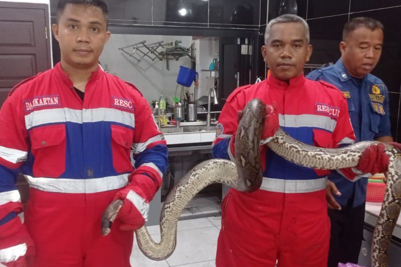 Warga dan komunitas reptil sedang melepas ular piton di Hutan Kota Srengseng