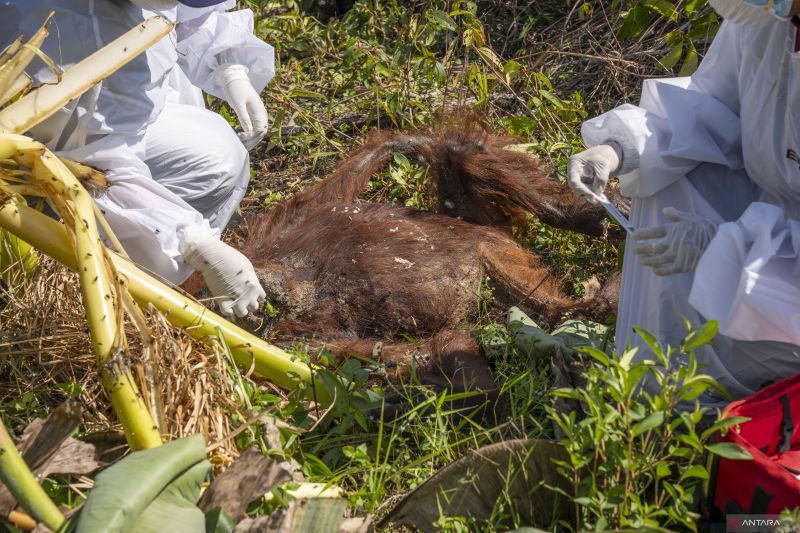 Orangutan ditemukan mati di kebun masyarakat