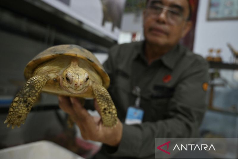 Penangkaran kura-kura endemik Sulawesi di Palu