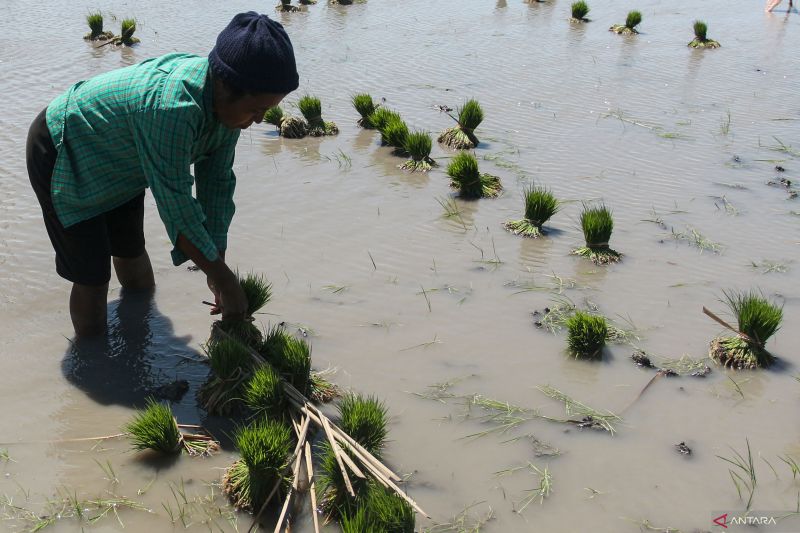 NILAI TUKAR PETANI NTT NAIK