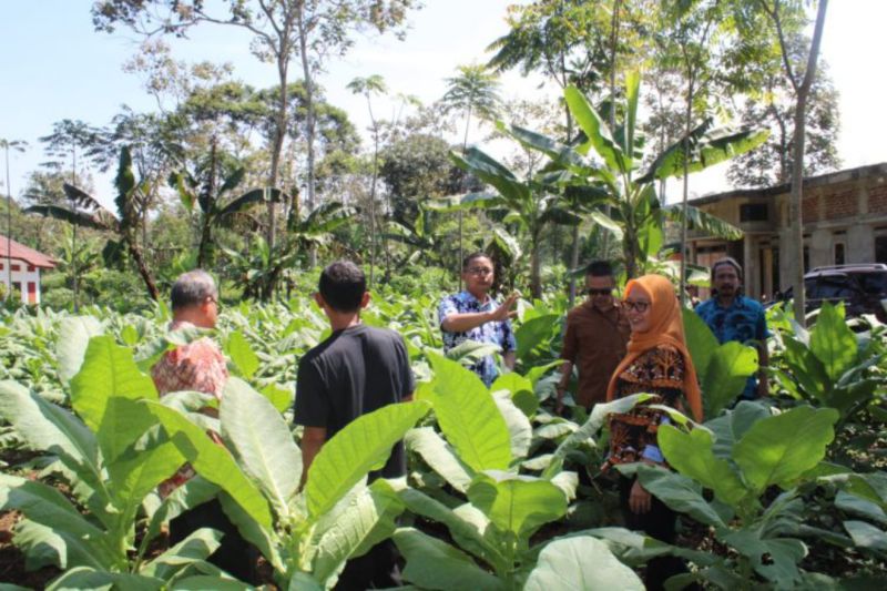 Pemkab Kuningan mendaftarkan varietas tembakau lokal ke Kementan