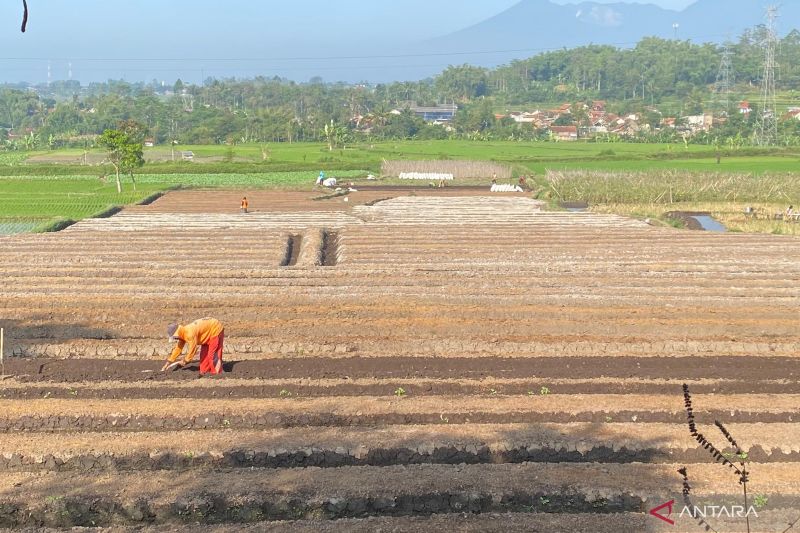 Pemkab Garut siapkan program asuransi jiwa untuk seribu petani