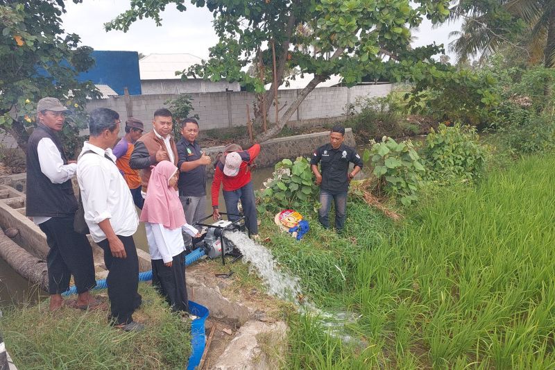 Tanaman padi di Garut yang terdampak kekeringan berhasil dipanen