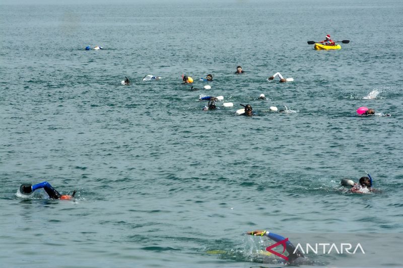 Lomba renang lintas Teluk Palu