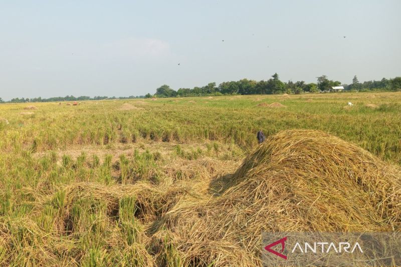 Majalengka daftarkan 5.035 Ha sawah pada program asuransi tani