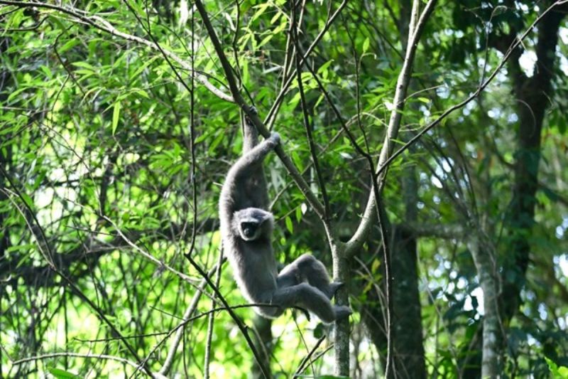 Owa Jawa dilepasliarkan di hutan lindung Malabar