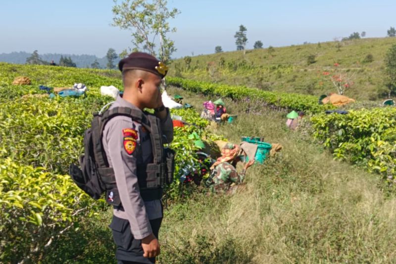 Polres Garut patroli mengantisipasi perusakan perkebunan teh