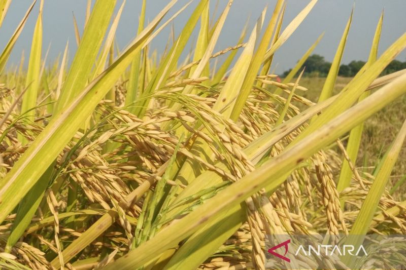 Pemkab Cirebon lakukan pemulihan lahan pertanian terdampak kekeringan