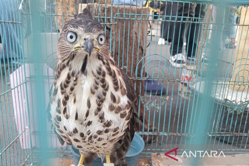 Polresta Cirebon amankan 6 satwa dilindungi dari perdagangan ilegal