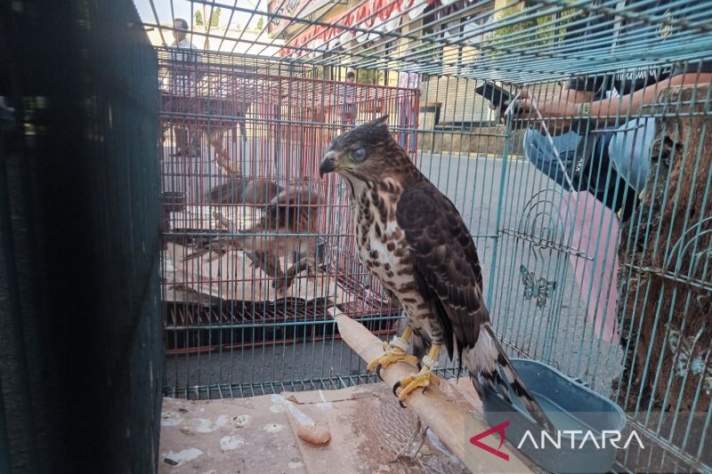 BKSDA Cirebon evakuasi 59 satwa liar untuk dilepasliarkan ke habitat alami