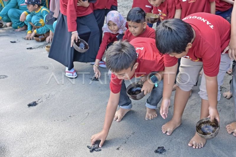 Edukasi konservasi penyu di Pantai Nipah Lombok