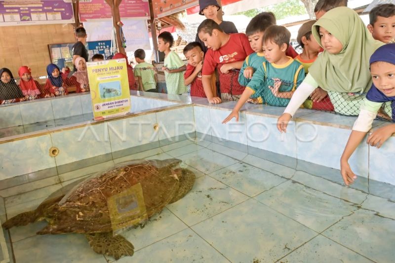 Edukasi konservasi penyu di Pantai Nipah Lombok