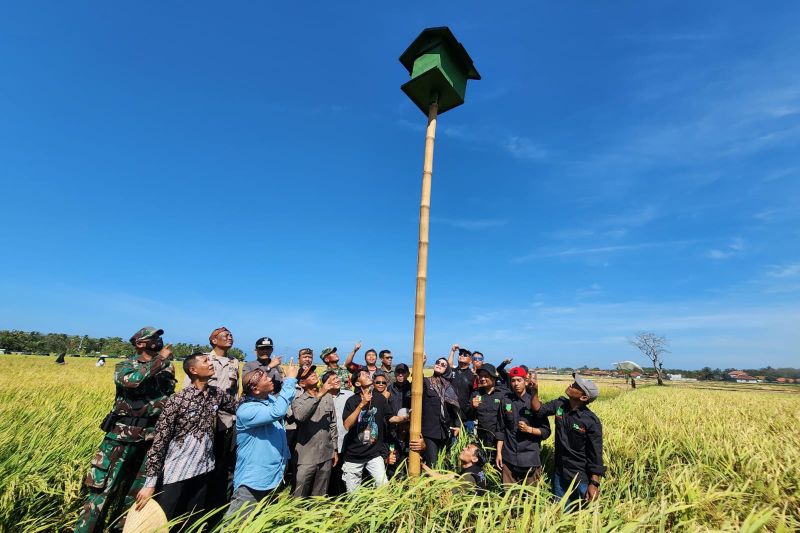 Dinas Pertanian Garut sebar 280 rumah burung hantu atasi hama tikus