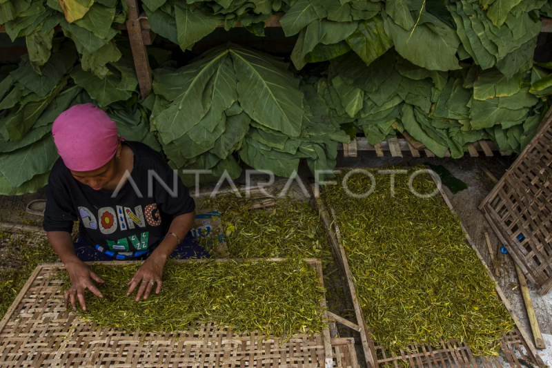 Alternatif tembakau dari daun talas