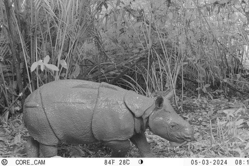 Anak Badak Jawa lahir di Taman Nasional Ujung Kulon