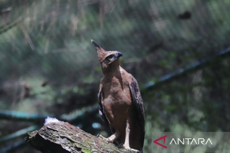 Elang jawa dilepasliarkan di Gunung Halimun Salak