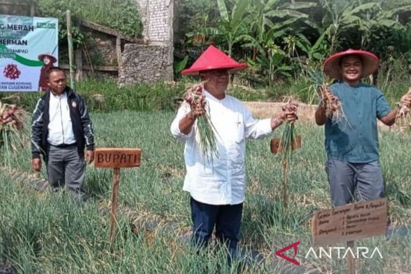 Pemkab Cianjur beri pendampingan dan modal untuk petani bawang merah