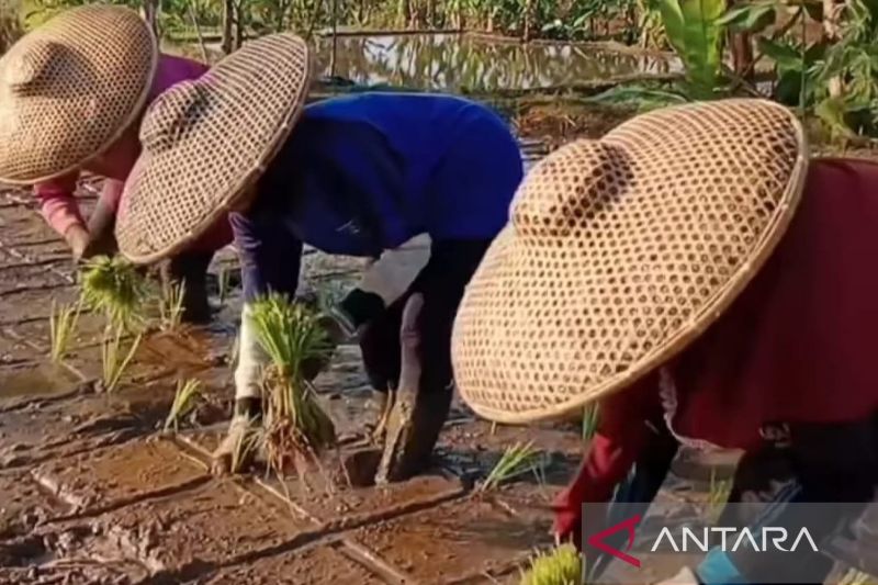 Pemkab Cianjur berikan stimulan untuk petani dengan metode Mina Padi