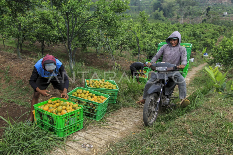 Alih fungsi lahan pertanian padi menjadi kebun jeruk di Malang