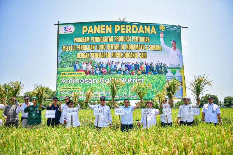 Panen perdana menjadikan Indramayu percontohan nasional pertanian organik