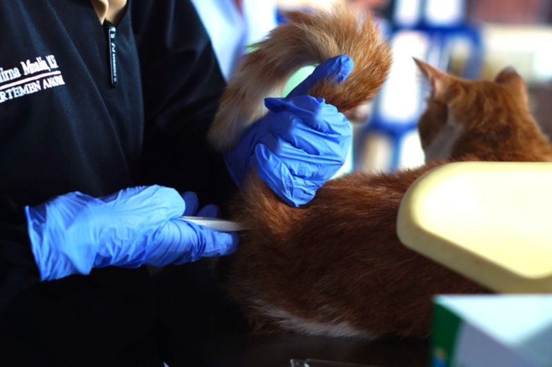 Pemeriksaan suhu tubuh kucing sebelum di beri vaksin rabies