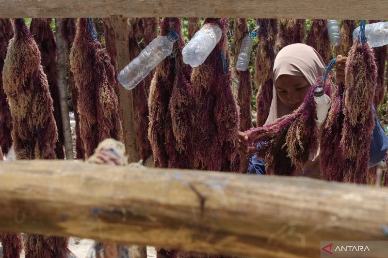 Harga rumput laut kering di Buton Tengah