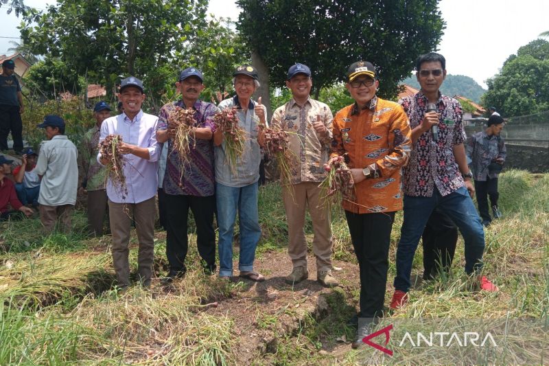 Pemkab Cirebon uji coba menanam bibit biji bawang merah Maserati