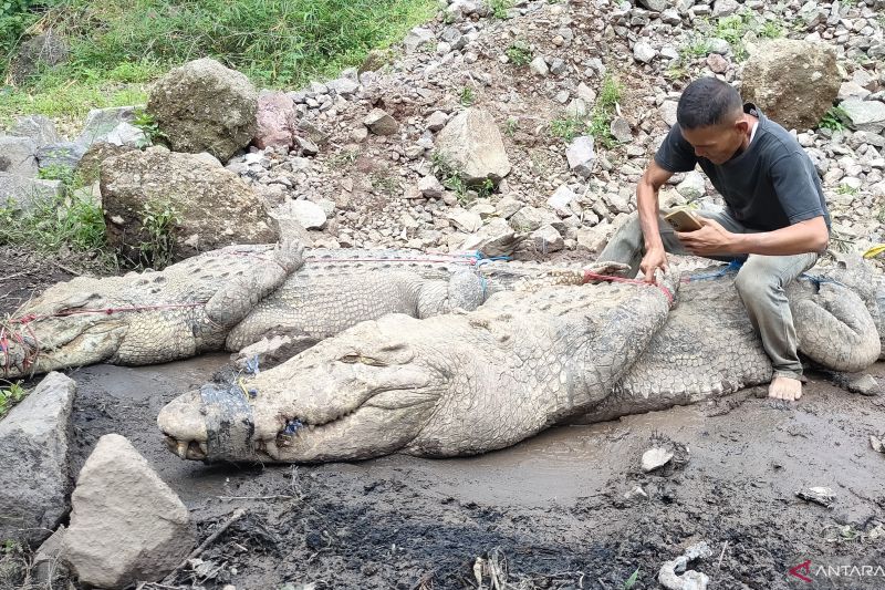 BKSDA titipkan 80 buaya di penangkaran Cianjur