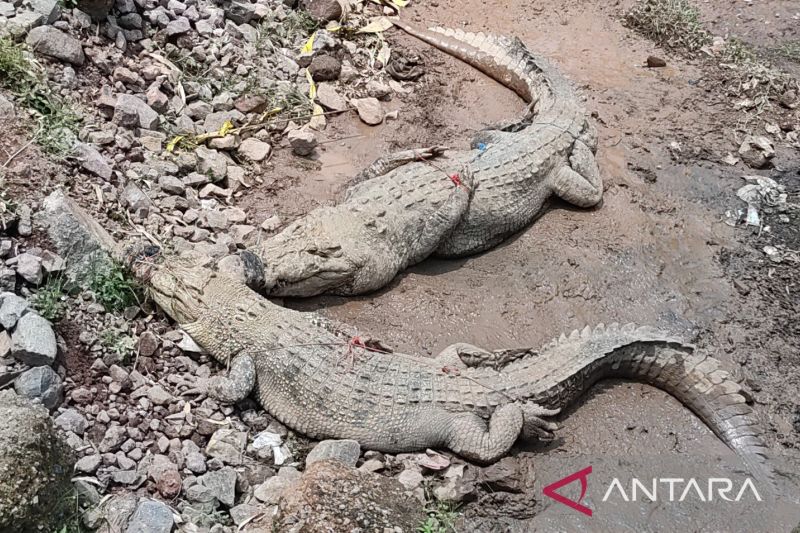 Petugas berhasil menangkap 3 buaya lepas dari penangkaran