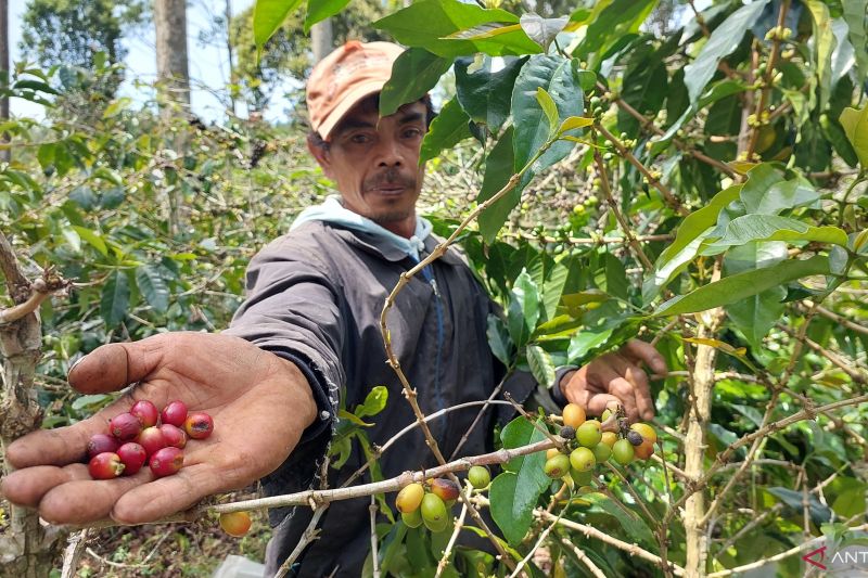 Produksi specialty coffee dari kebun Wanoja Coffee Garut