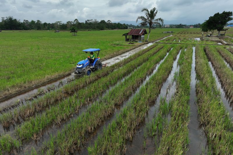 Musim tanam di Konsel