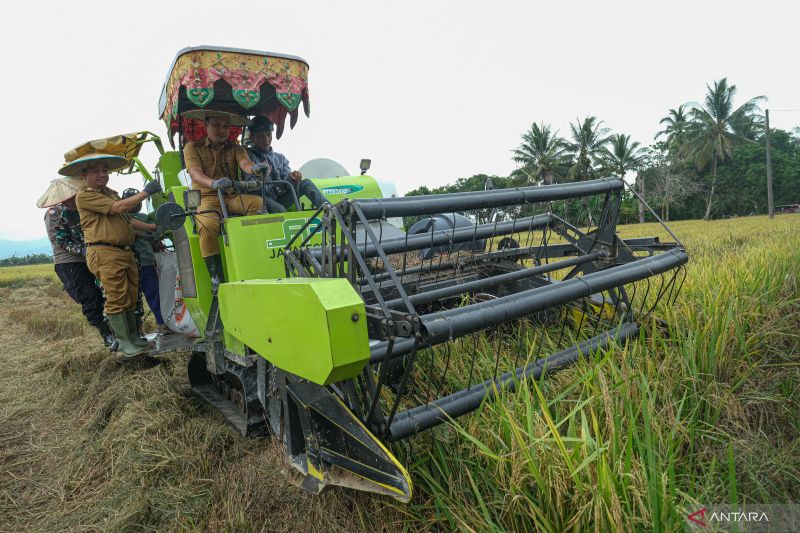 Panen raya padi di Kendari