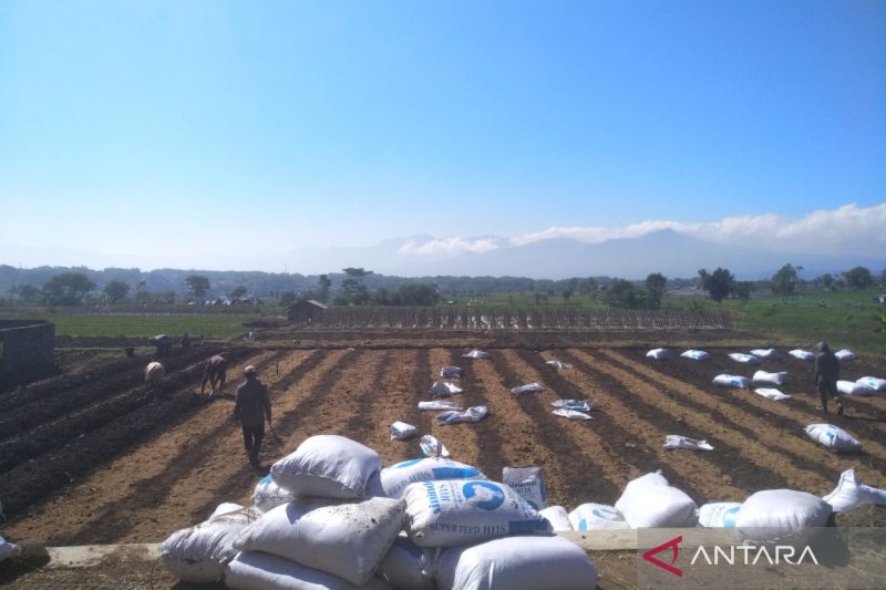 Garut distribusikan bantuan 325 ton benih padi untuk petani