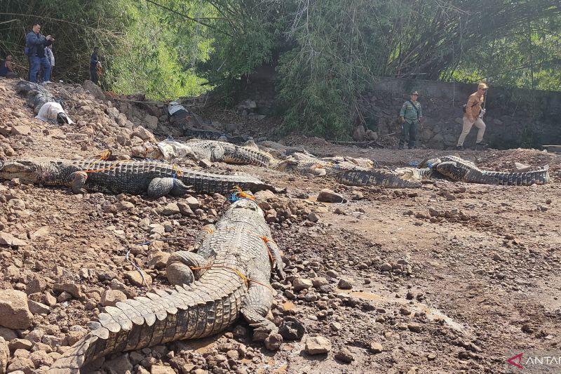 BKSDA Jabar evakuasi 51 buaya dari penangkaran di Cianjur ke Sumsel