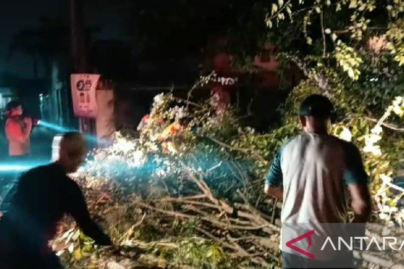 BPBD evakuasi dua pohon tumbang yang tutup akses jalan