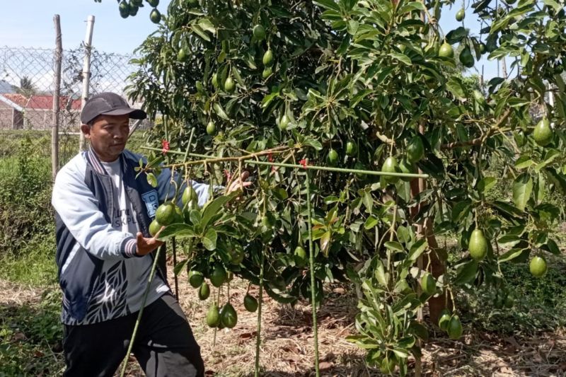 Dispertan Garut kembangkan alpukat miki karena nilai ekonomi menjanjikan