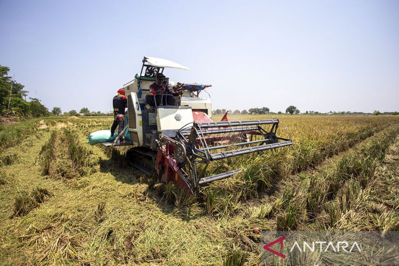 Pemanfaatan dana desa untuk ketahanan pangan