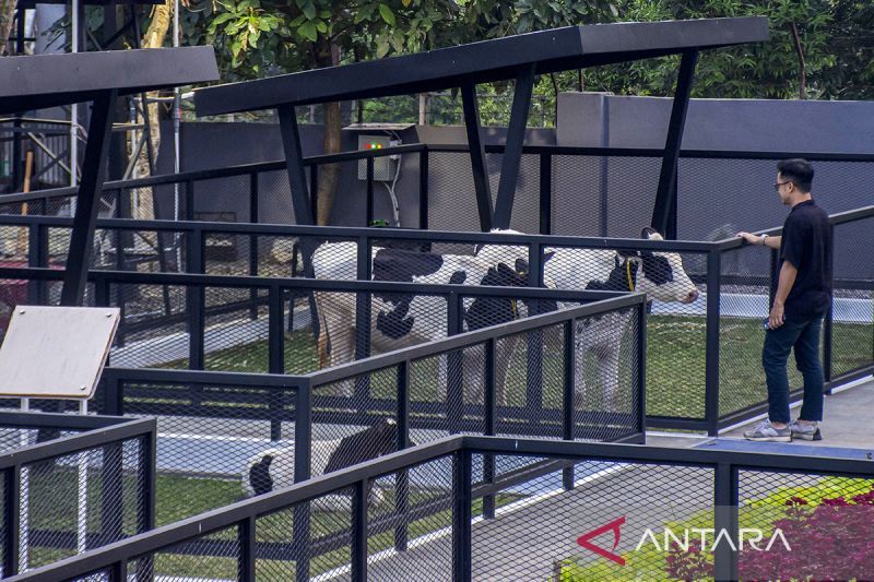 Taman agrowisata edukasi ternak sapi perah Cikole